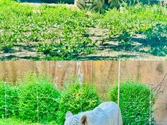-齐齐哈尔龙沙动植物园