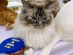 -喵的天空名猫咖啡馆·撸猫·猫舍·用品