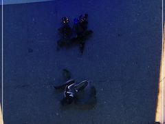 -祥记·苏帮菜·松鼠桂鱼(湖畔天城店)