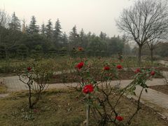-洛阳市隋唐城遗址植物园