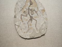 -辽宁古生物博物馆