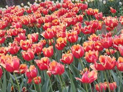 -石家庄市植物园