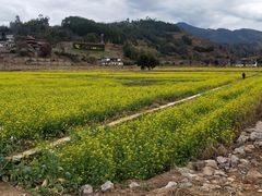 -福建土楼（华安）旅游区•大地土楼群