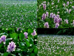 -白鹭湾湿地公园