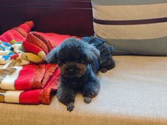 -帕帕拉兹宠物(亚洲旗舰店)