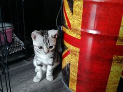 -猫尾侦探俱乐部·剧本杀·狼人杀