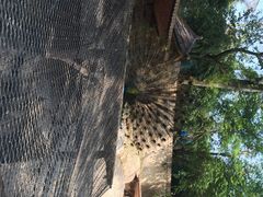 iphone_upload_pic-百鸟园