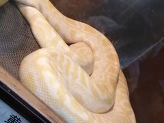 -上海大自然野生昆虫馆