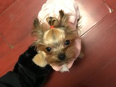 -伟伟宠物医院·CT影像中心·瑞派犬猫综合性门诊(汉口总院)