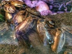 iphone_upload_pic-上海昆虫博物馆