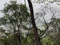 -风云岭森林公园