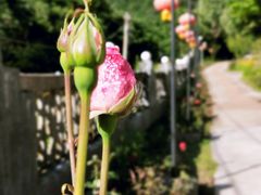 -陕西省红河谷森林公园