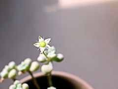 -秦美花卉(天朗·莱茵小城2期店)