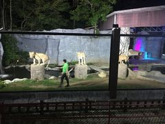 -清迈夜间动物园