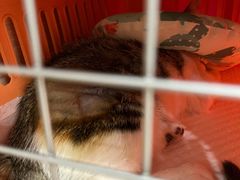 -凯特喵百思猫专科医院