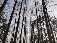 -东平国家森林公园