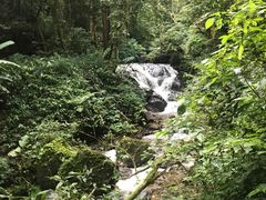 -莫里热带雨林景区