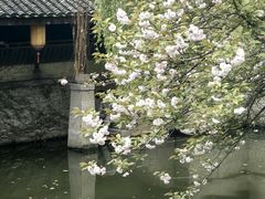 -鲁镇