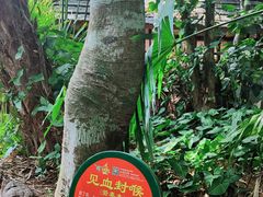 -呀诺达热带雨林