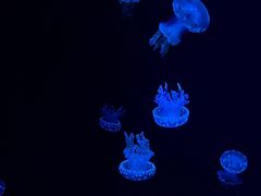 -厦门海底世界