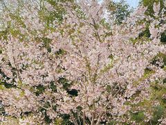-阿芮烤鸡爪(世纪金源店)