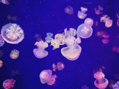 -成都浩海立方海洋公园