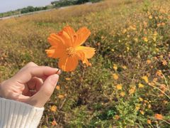 -北京东方普罗旺斯薰衣草庄园