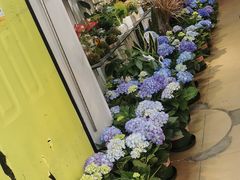 -溪岸路花鸟市场
