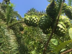 -磐安舞龙峡景区