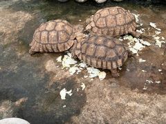 -南宫五洲植物乐园