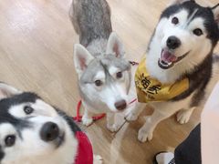 -Husky Go! 哈士奇体验馆·宠物咖啡厅狗咖
