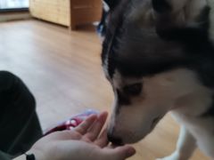 -Husky Go! 哈士奇体验馆·宠物咖啡厅狗咖