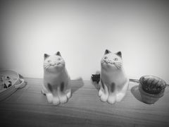 -猫里有甜