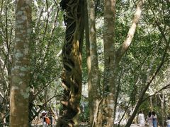 -中国科学院西双版纳热带植物园