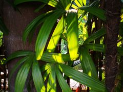 -十九路军淞沪抗日阵亡将士陵园