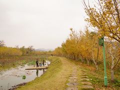 -千年银杏谷文化旅游区