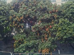 -丽华荔枝园农庄(翠岗路店)