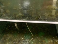 -阳澄湖大闸蟹·琼灵阁牌品牌连锁(吴中总店)