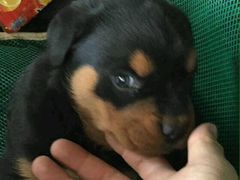android_upload_pic-中农大我爱我爱24h动物医院·中医针灸·猫专科·骨科医疗中心(双井店)