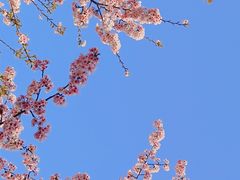 -顾村公园