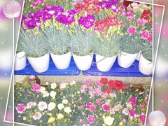 -旺角小渔村(幸福中路店)