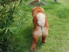 -伟伟宠物医院·CT影像中心·瑞派犬猫综合性门诊(汉口总院)