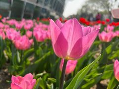 -石家庄市植物园