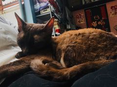 -喵屿·大理花园猫咖