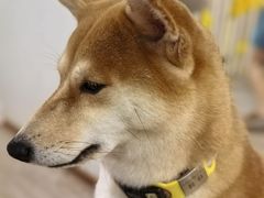 -柴迷FANS CLUB·柴犬狗咖·猫咖