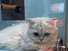 -FAELING PETS美天灵宠物(合生汇店)