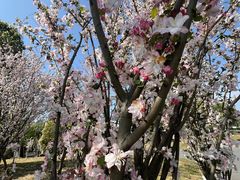 -两河城市森林公园