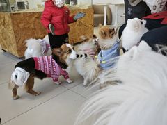 -怪兽屋·羊驼·猫咖·狗咖(俊华广场店)