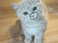 -喵百万·布偶·蓝金金渐层英短·猫舍(百子湾店)