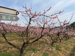 景点-新建村梅花